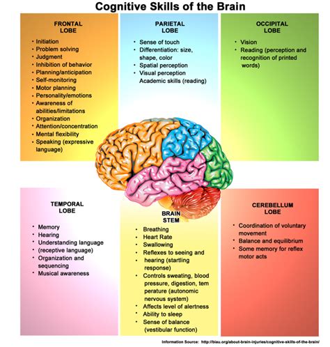 Cognitive Skills Of The Brain Horizon Tbi And Brain Center
