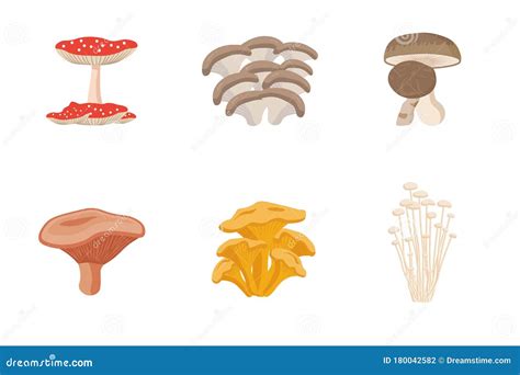 Mushrooms Vector Collection Stock Vector Illustration Of Organic