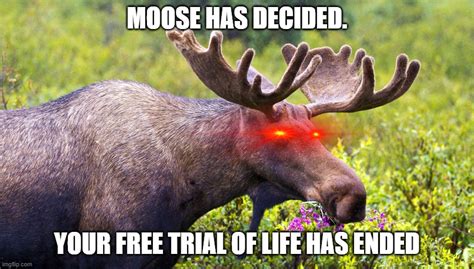 Moose Decideed Imgflip