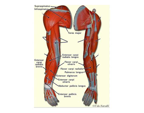 Arm Muscle Diagram Arm Definition Bones Muscles And Facts