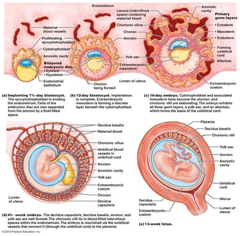 Pregnancy And Human Development Flashcards Easy Notecards