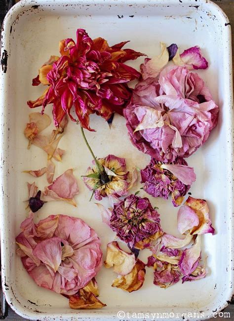 Tamsyn Morgans Natural Dye Technique With Flowers A Mini Workshop