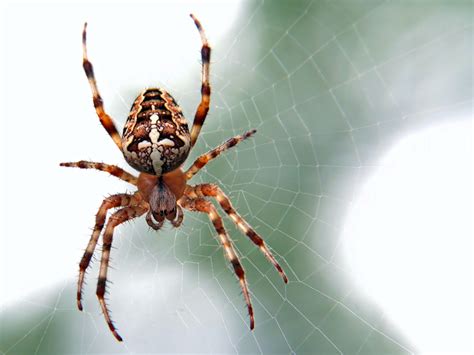 Top 5 Most Dangerous Spiders In Australia Houseaffection