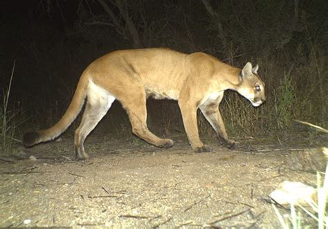 We will take care of things from there. Endangered New Jersey: Is That a Mountain Lion I See ...