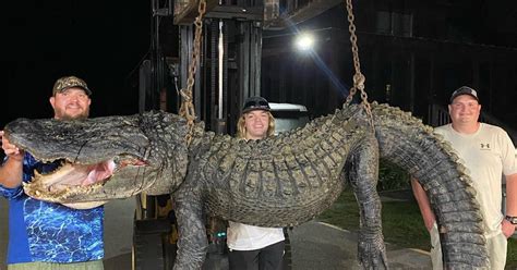 Two Massive 13 Foot Alligators Caught In South Carolina Lake Trending