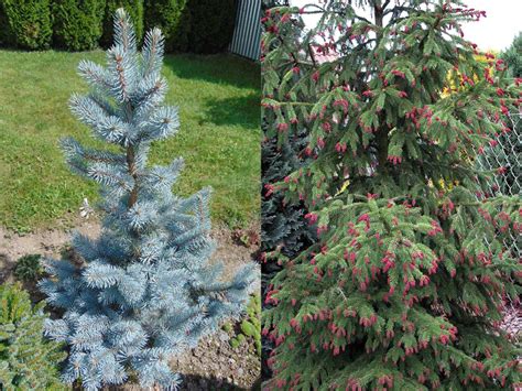 Norway Spruce Vs Blue Spruce 5 Key Differences World Of Garden Plants