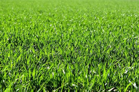 Killing the top foliage alone will do little to stop zoysia grass from. How Fast Does Zoysia Grass Spread in Your Lawn? | Lawn Chick