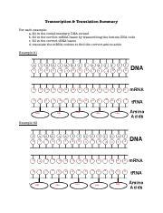 Ll in the correct mrna bases by transcribing the bottom dna code c. Protein Synthesis Practice 2 Worksheet Answer Key ...