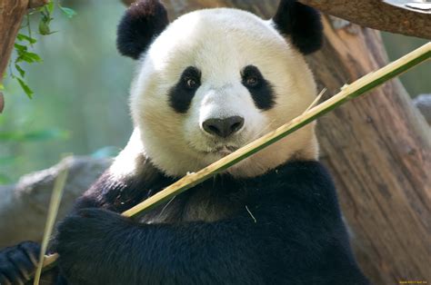 Imágenes De Osos Panda Fotos Hd Y Fondos De Pantalla
