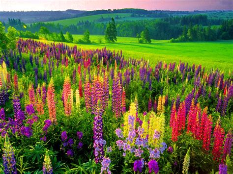 Lupines In Spring Meadow Hd Wallpaper Achtergrond 1920x1440 Id