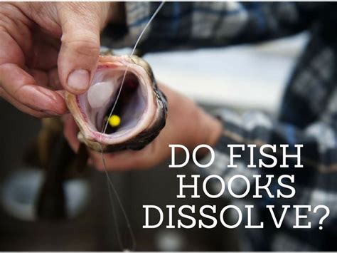 Do Fish Hooks Dissolve Heres How Long It Takes Backed By Research