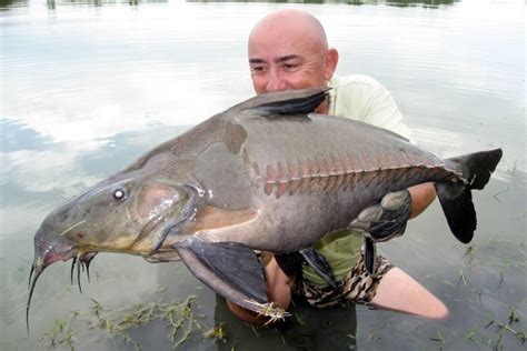 The mohawk tribe summary and definition: The Ultimate List of Bizarre Catfish Species | Featured ...