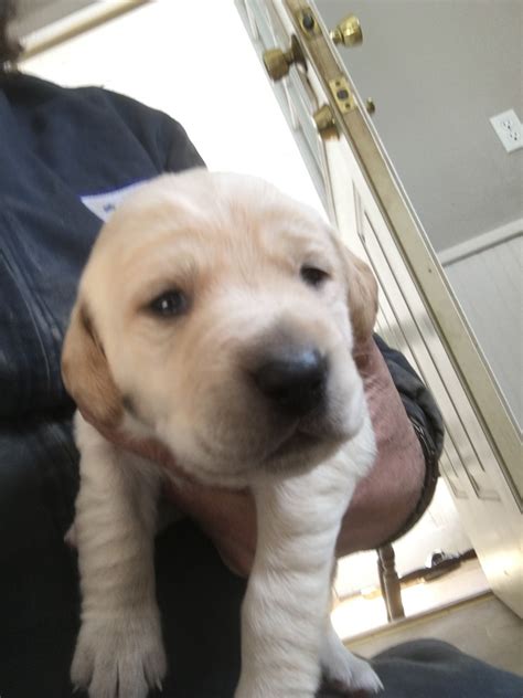 This page is dedicated to finding homes for their babies. English Setter Puppies For Sale | Crookston, MN #325721