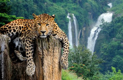 Tuinposter Leopard On Waterfall Background Foto4art