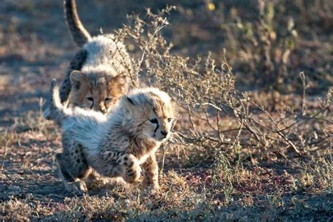 9 Baby Animals Youll Find On An African Safari Cute Animals Animals