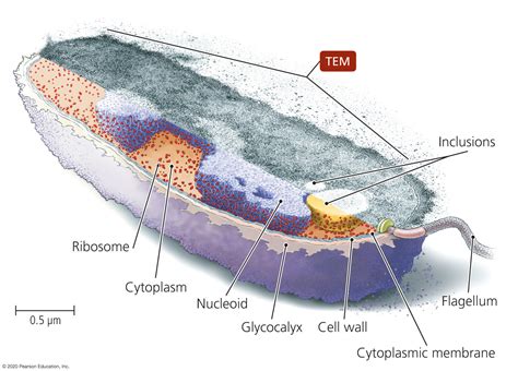 What is the function of the cell wall? A typical bacterial cell