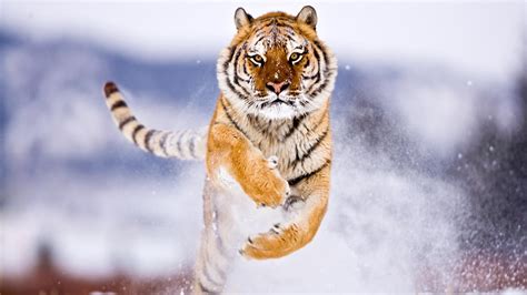 Handsome Tiger Animals Photo 34916508 Fanpop