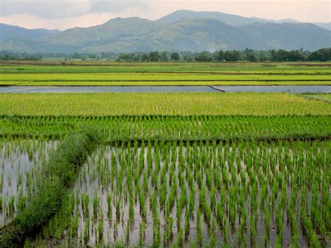 Good availability and great rates. PhD Research Abroad: Birds in Rice Fields of the ...