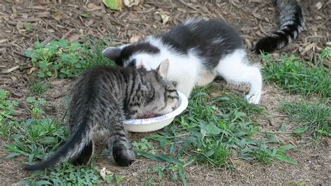 Feral Kittens Eat Solid Food For The First Time Youtube