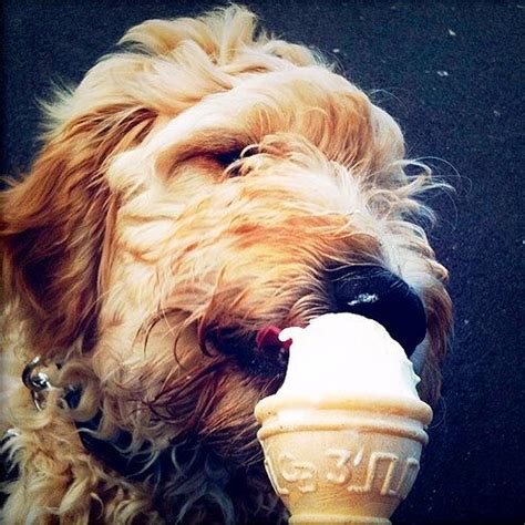 Best dog food for labrador retrievers. 1000+ images about Snickerdoodles Goldendoodles on ...