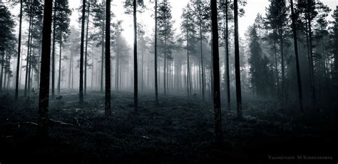 Haunted Forest Wallpapers Top Free Haunted Forest Backgrounds