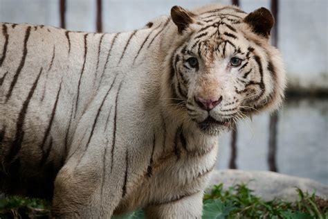 Close Up Photo Of White Bengal Tiger · Free Stock Photo