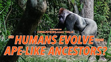 Did Humans Evolve From Ape Like Ancestors Youtube