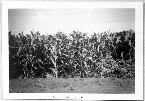 Corn Fields Side 1 Of 1 The Portal To Texas History