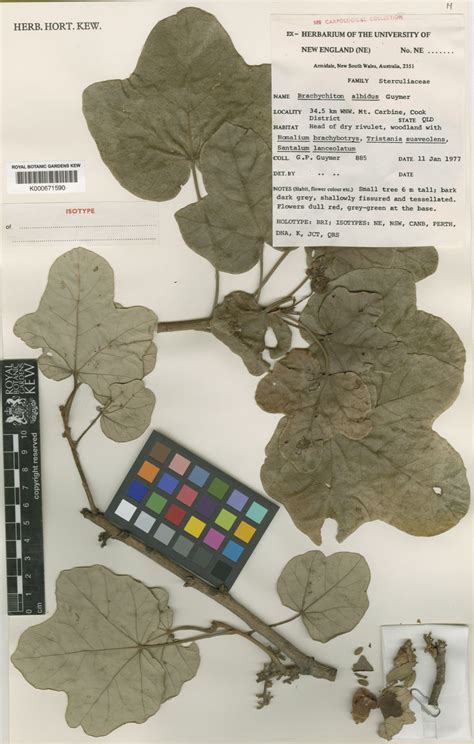 Brachychiton Schott And Endl Plants Of The World Online Kew Science