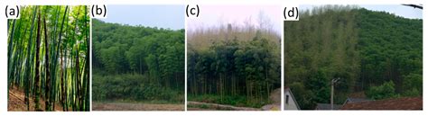 Remote Sensing Free Full Text Exploring Bamboo Forest Aboveground
