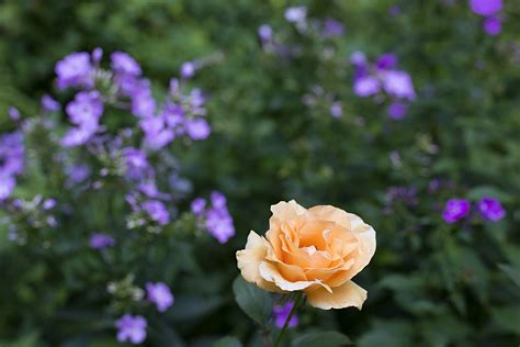 ‘winter Sunset Rose With Phlox Composerinthegarden