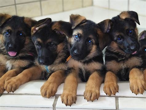 German Shepherd Puppies Available In Jacksonville German Shepherd Breeder