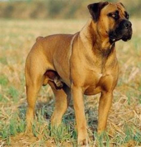 Top 10 Largest Dog Breeds In The World Youtube Photos