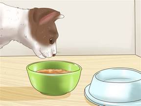 Maybe you would like to learn more about one of these? How to Choose Wet Cat Food: 10 Steps (with Pictures) - wikiHow