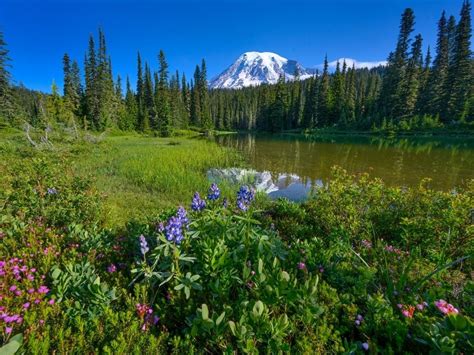 Free Admission At Mount Rainier National Park On MLK Day | Puyallup, WA 