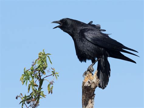 Call Of The Crow American Crow Corvus Brachyrhynchos In Flickr