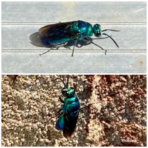 Never This Seen Before Metallic Bluegreen Flying Insect Anybody