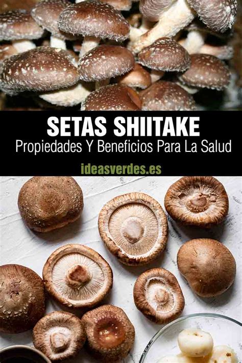 Shiitake Propiedades Beneficios Y Contraindicaciones De Estas Setas