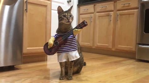 Funny Cat Playing Guitar Cats Funny Cat Videos Cat Playing