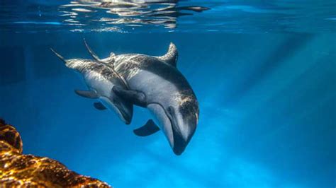 Shedd Aquarium Celebrates Pacific White Sided Dolphin Calfs 1st