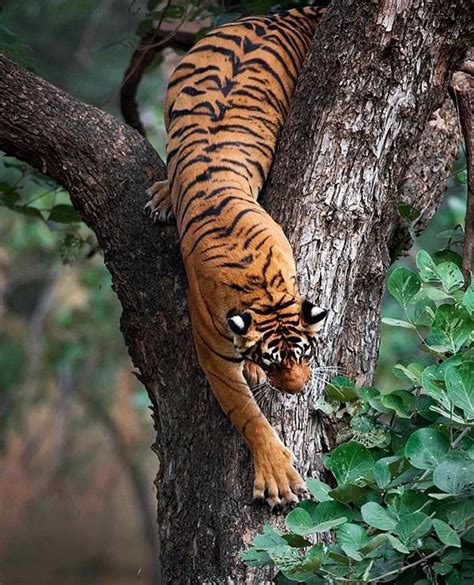 Tiger Lovers Club On Instagram “a Rather Rare But The Spectacular