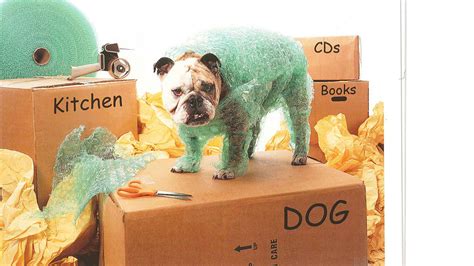 Image may have been resized or cropped from original. 5 Rules When Moving With Dogs - H2H Movers