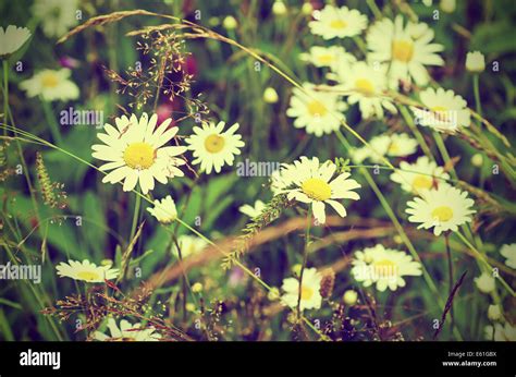 Wild Camomile Flowers Stock Photo Alamy