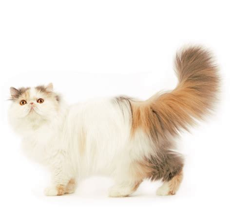 14 Facts That Persian Cat Lovers Should Know Page 2 Of 3 Petpress