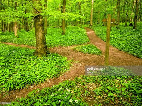 Dirt Path Through Beech Tree Forest High Res Stock Photo Getty Images