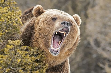The World According To Sound Feeding Time For Grizzly Bears