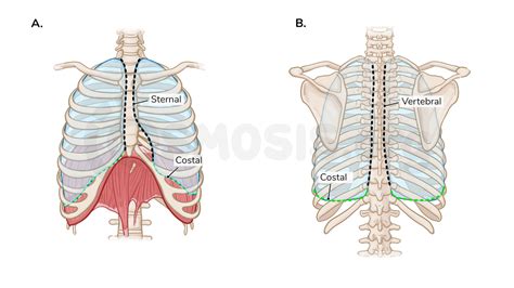 Anatomy Of The Pleura Osmosis