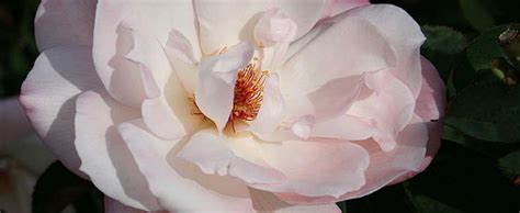 hybrid tea rose rosa pristine