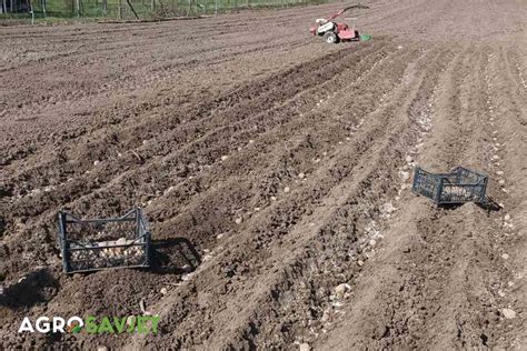 Koraci za uspješan uzgoj krompira Kako pripremiti zemljište i povećati prinos uz pomoć