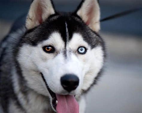 Heterochromia Husky Facts You Probably Didnt Know Healthy Homemade